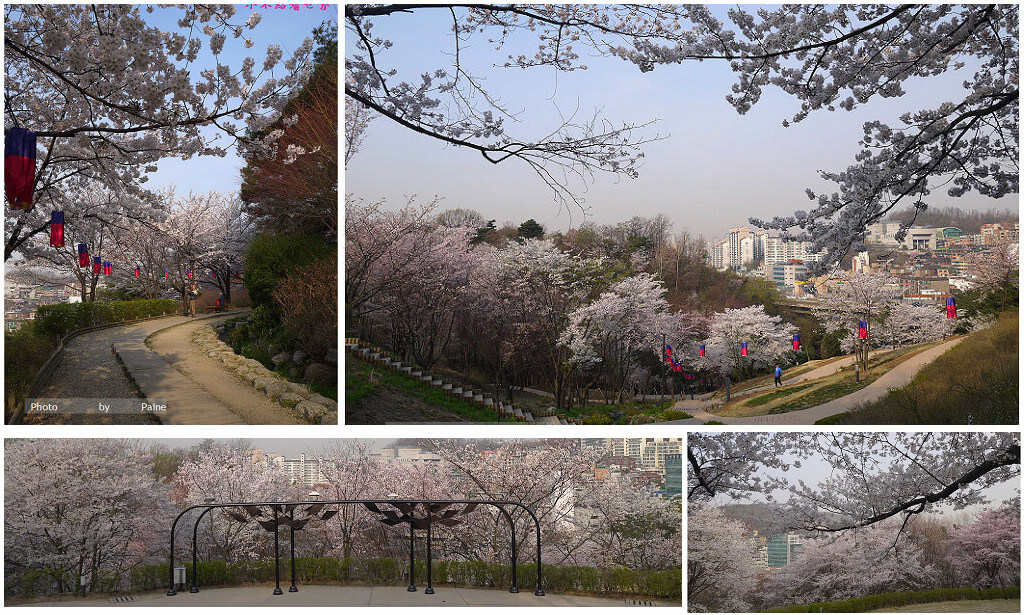 首爾賞櫻景點》鞍山公園看櫻花안산공원벚꽃(紳士的品格拍攝點)/健康小登山路線